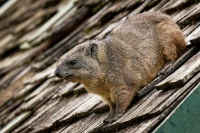 Daman skalni - Procavia capensis - Rock Hyrax o2268